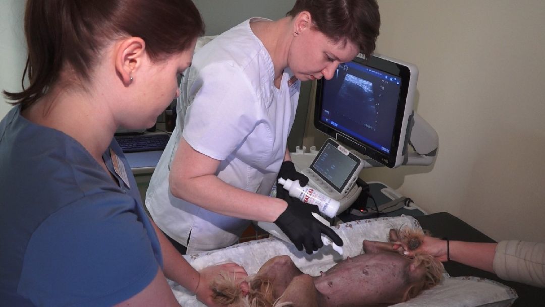 ветеринарная репродукция, беременность кошки, ветеринария