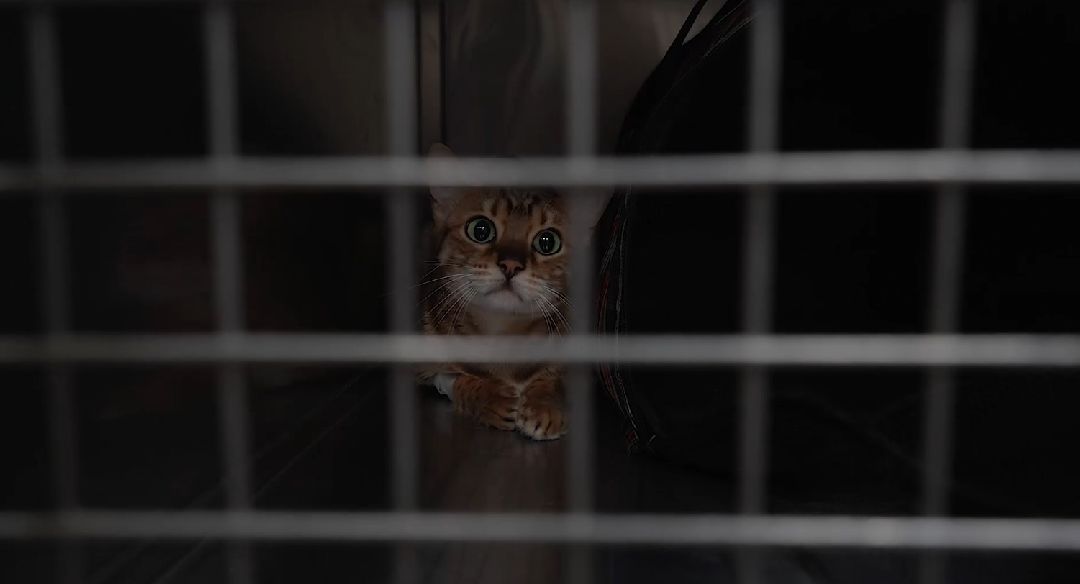 ветеринарная репродукция, беременность кошки, ветеринария