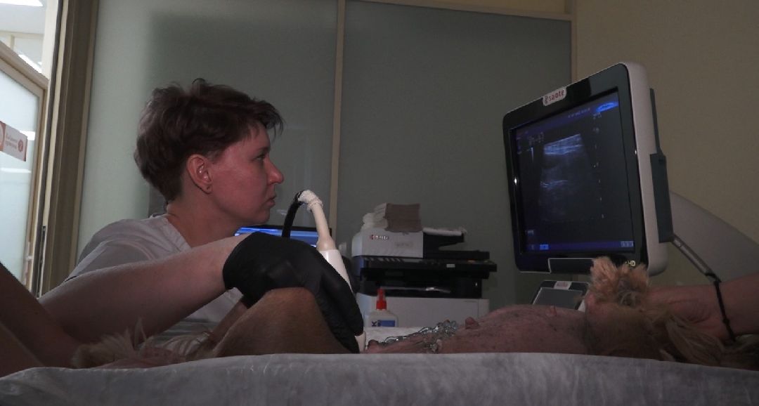 ветеринарная репродукция, беременность кошки, ветеринария