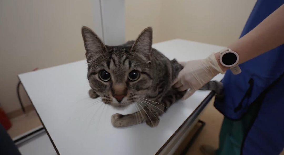 ветеринарная репродукция, беременность кошки, ветеринария