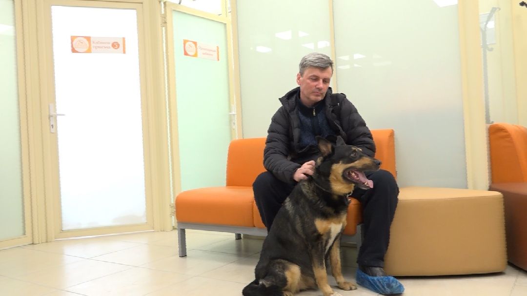 ветеринарная репродукция, беременность кошки, ветеринария