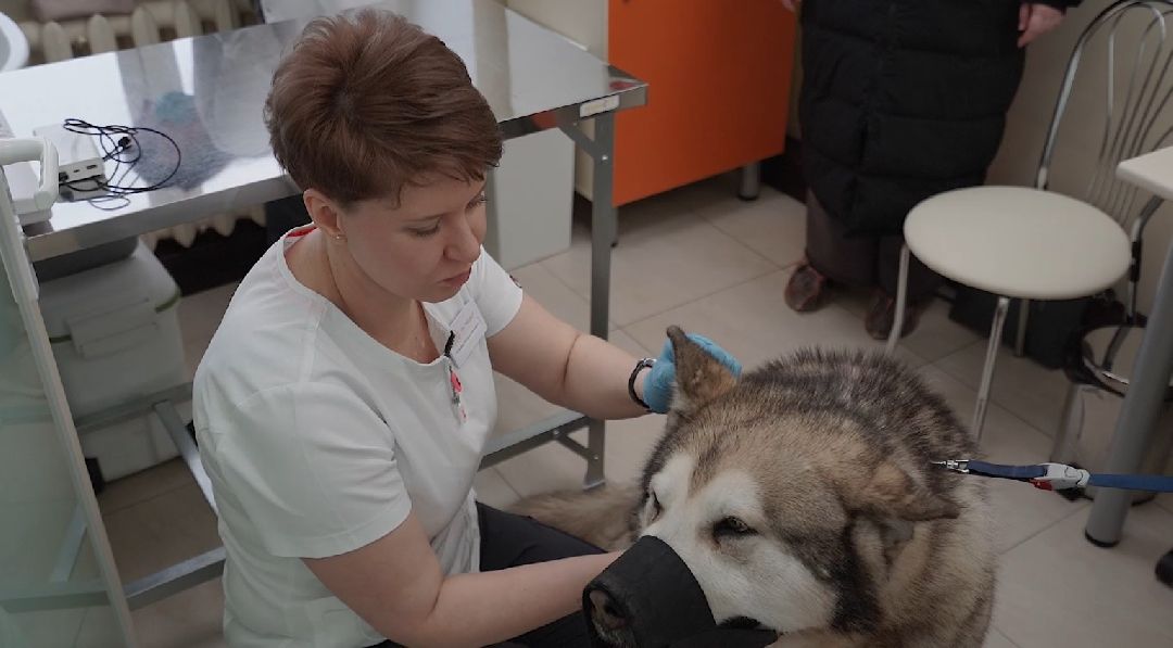 ветеринарная репродукция, беременность кошки, ветеринария