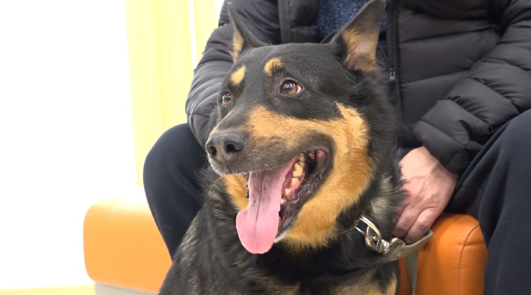 ветеринарная репродукция, беременность кошки, ветеринария