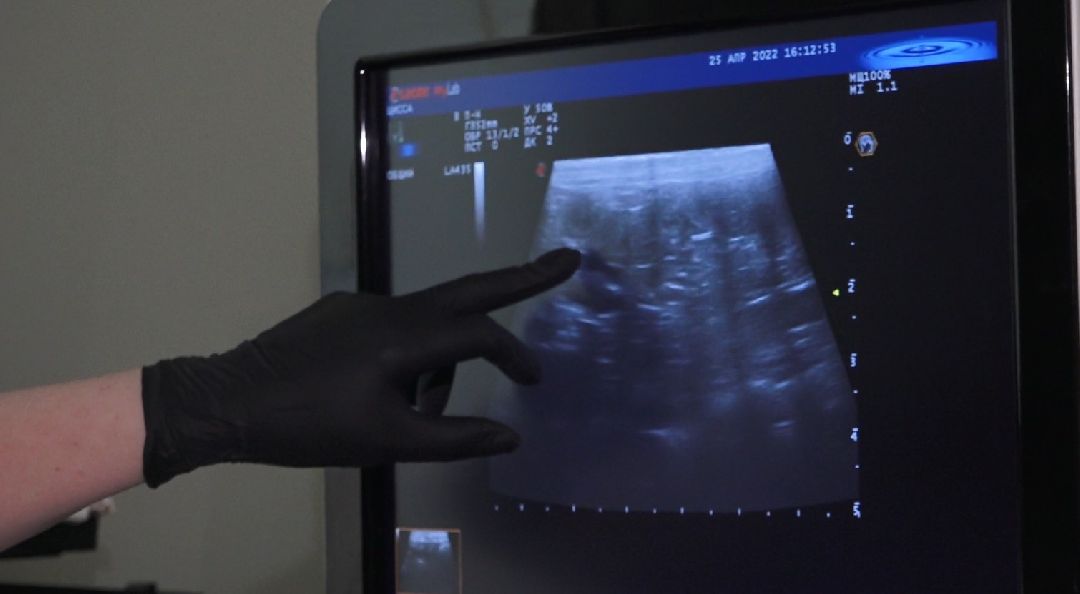 ветеринарная репродукция, беременность кошки, ветеринария