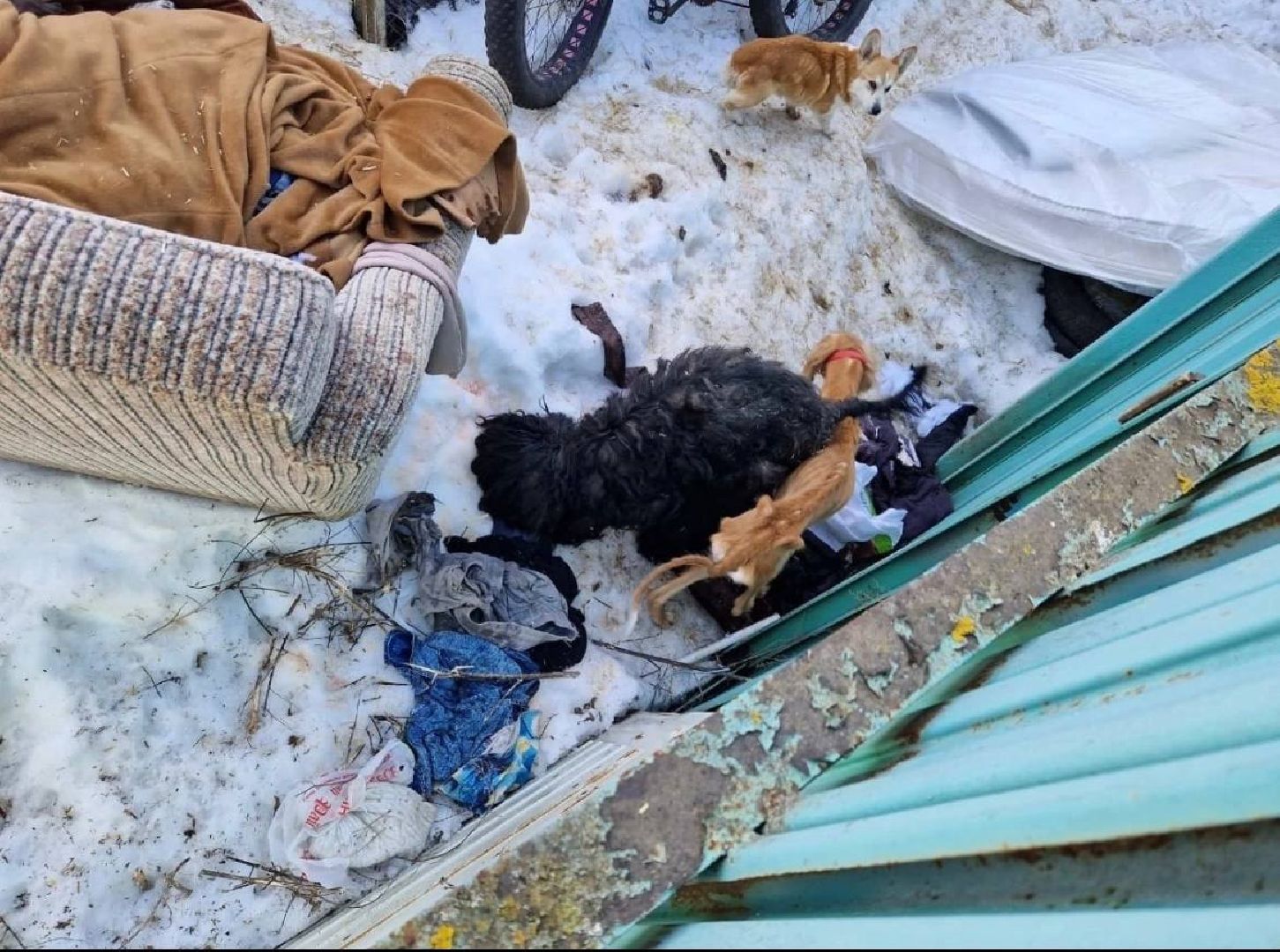 Кашира, собаки кашира, зоозащитники подмосковья,