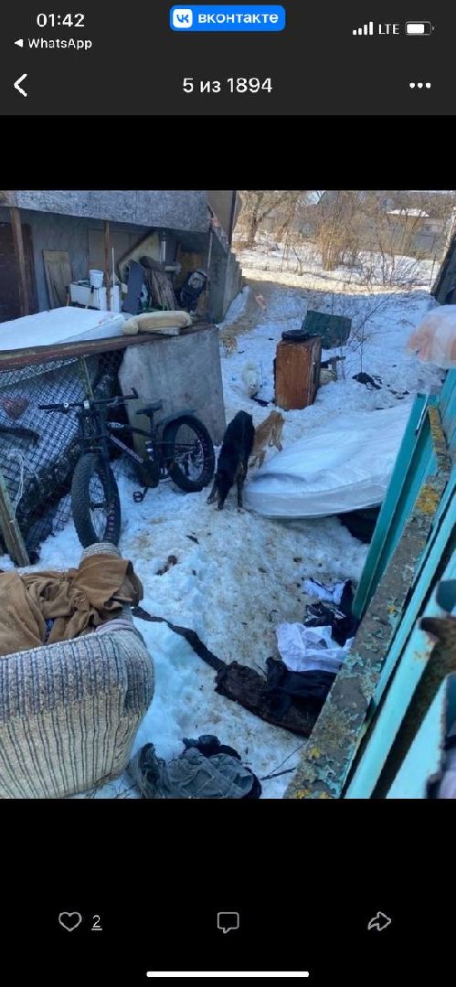 Кашира, собаки кашира, зоозащитники подмосковья,