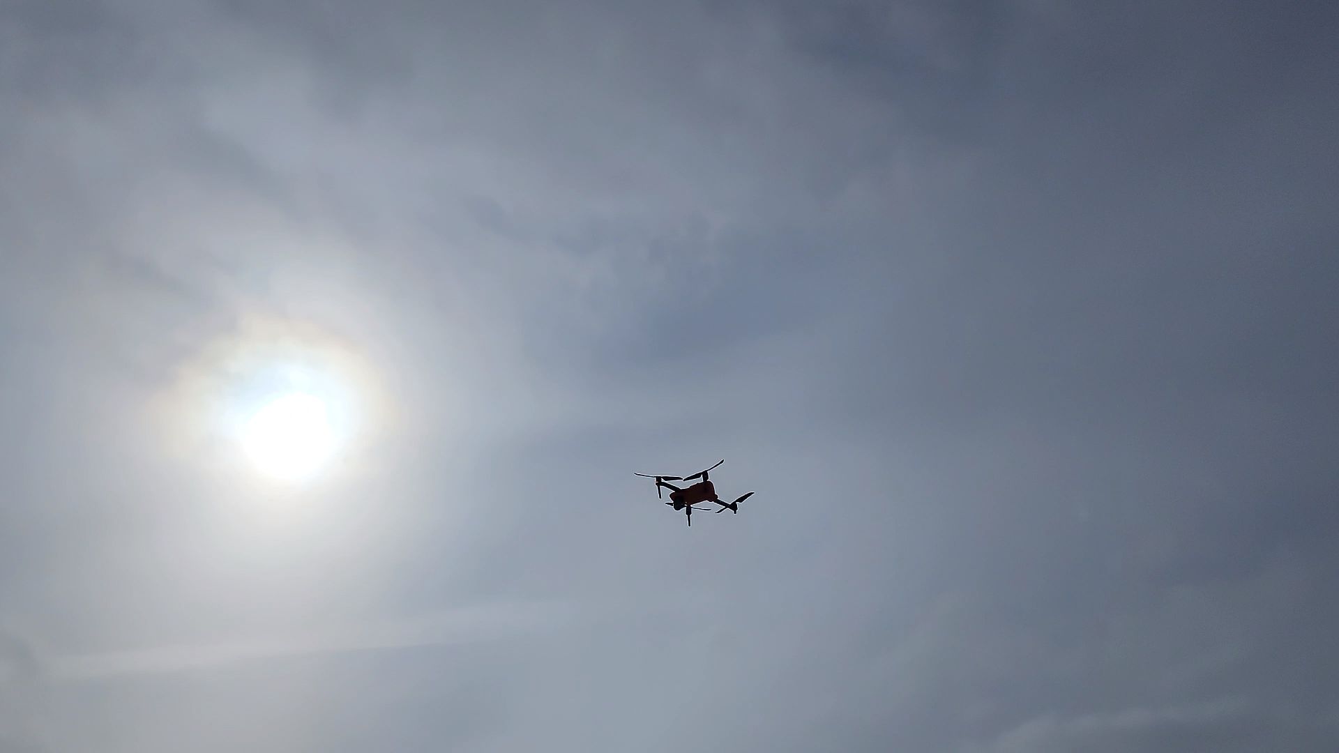 Егорьевск, лес, лось, лесничие, егорьевское лесничество,