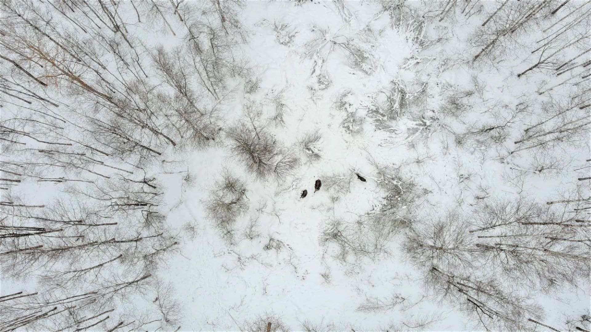 Егорьевск, лес, лось, лесничие, егорьевское лесничество,