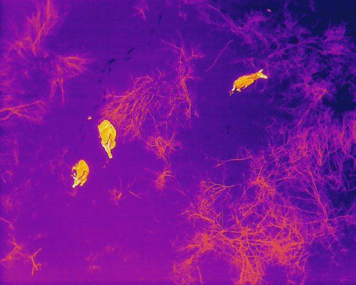 Егорьевск, лес, лось, лесничие, егорьевское лесничество,