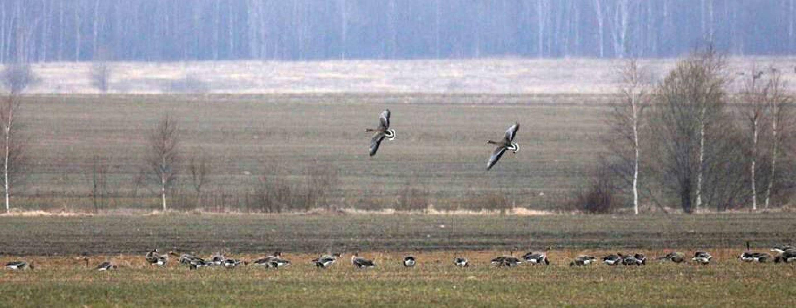 Талдом, Журавлиная родина, Серый журавль,