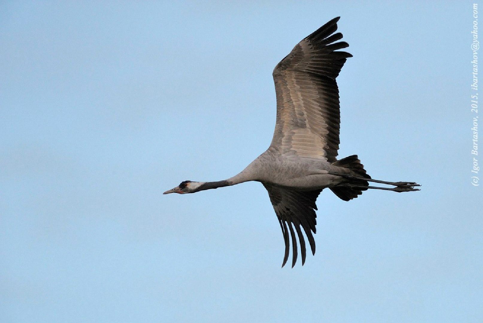 Талдом, Журавлиная родина, Серый журавль,