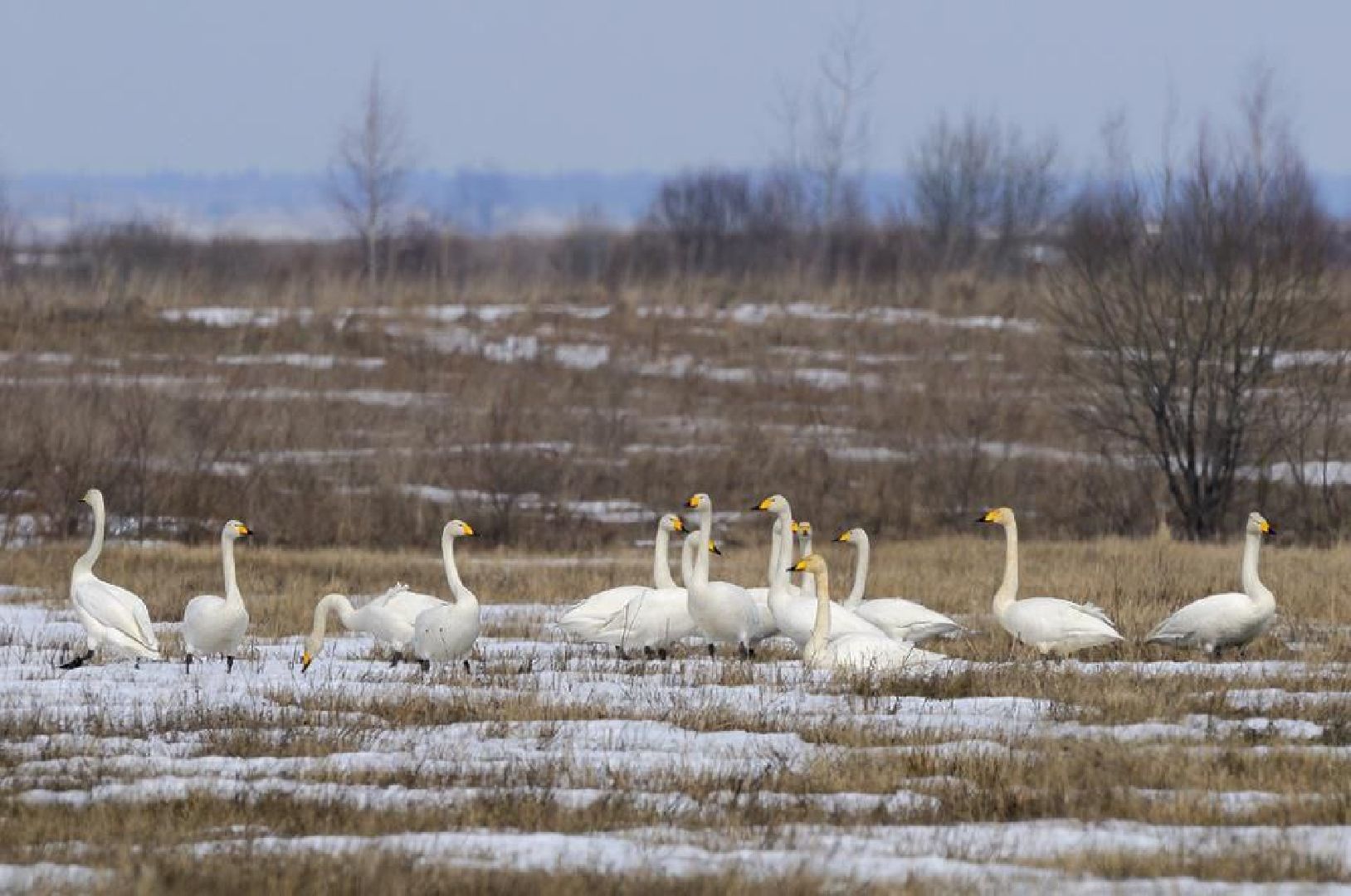 Талдом, Журавлиная родина, Серый журавль,