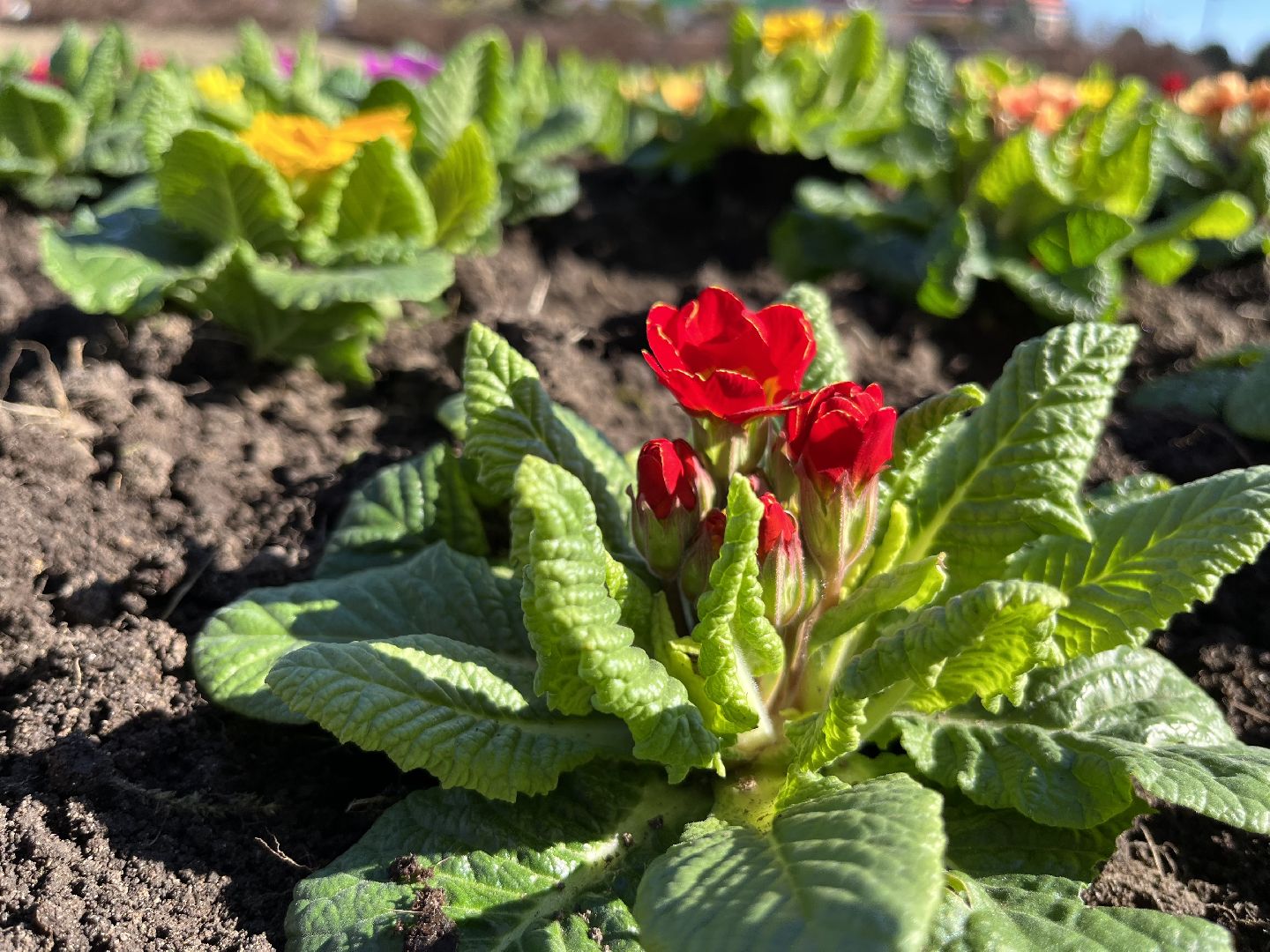 наро-фоминск, наро-фоминский городской округ, крокус памяти, свеча памяти, акция памяти,