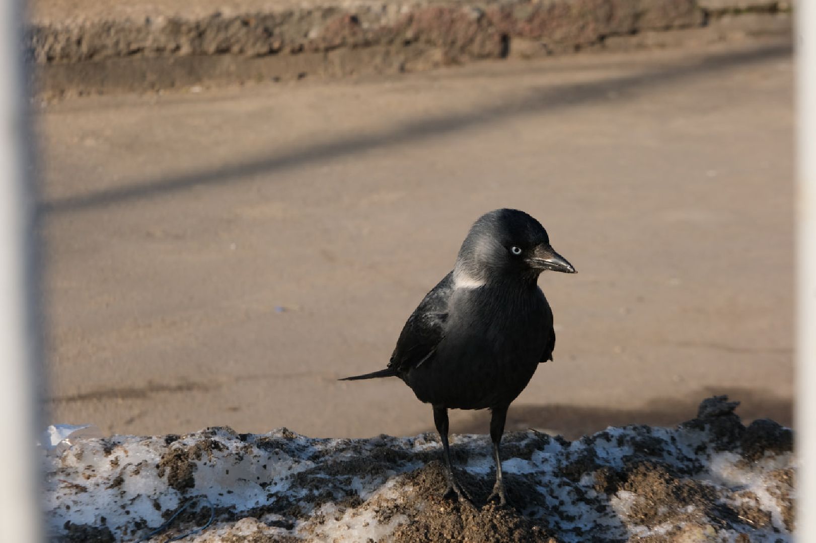 пущино, серпухов, экология, птицы подмосковья,