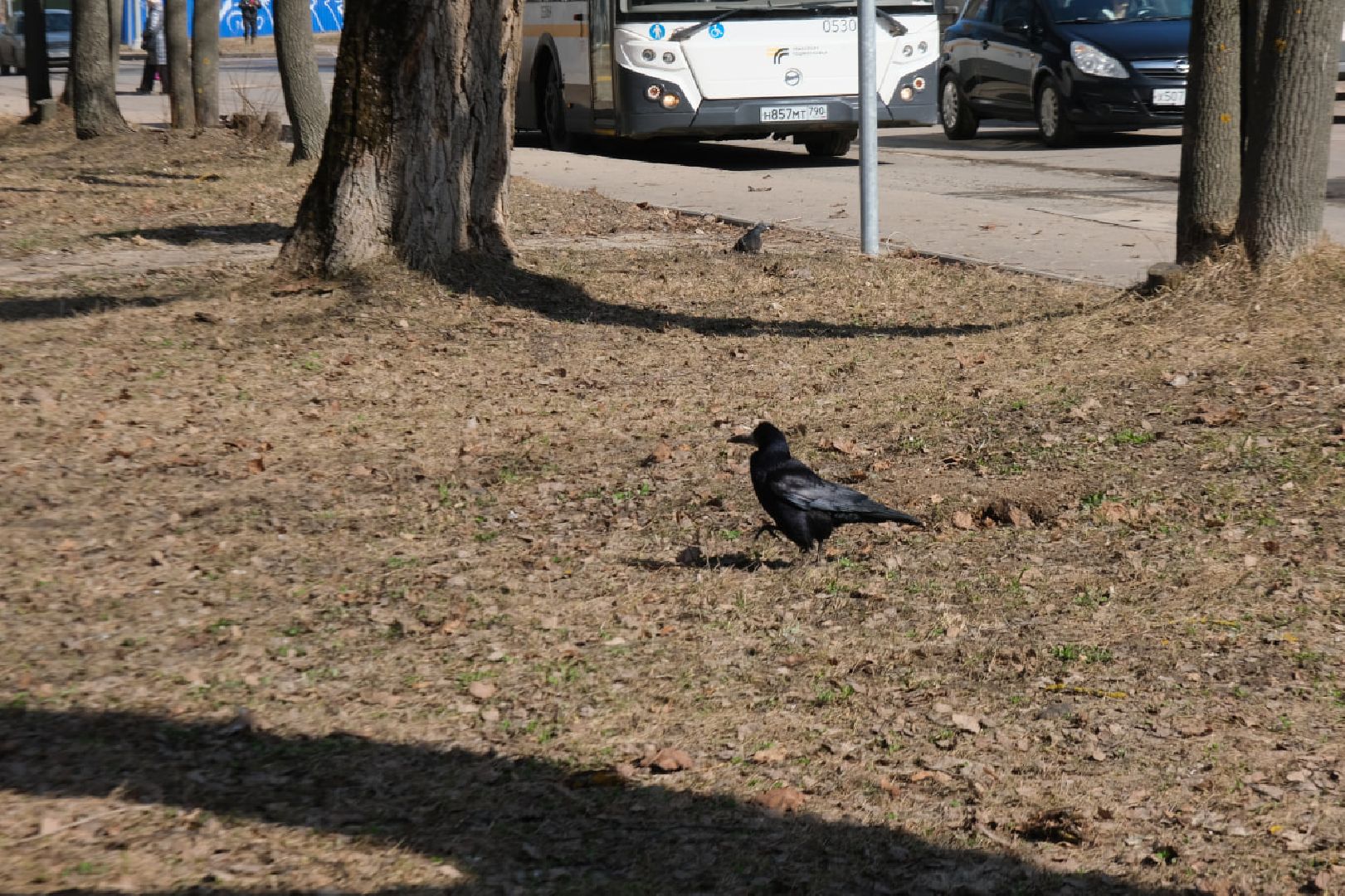 пущино, серпухов, экология, птицы подмосковья,
