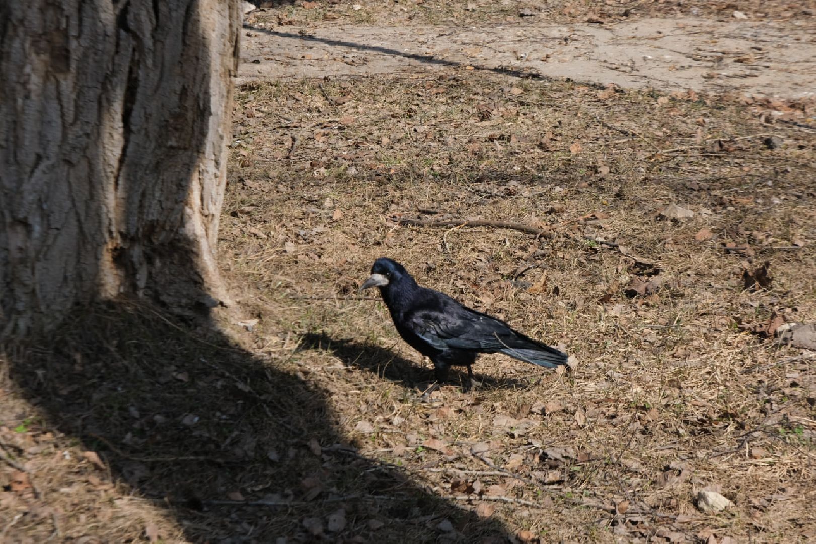 пущино, серпухов, экология, птицы подмосковья,