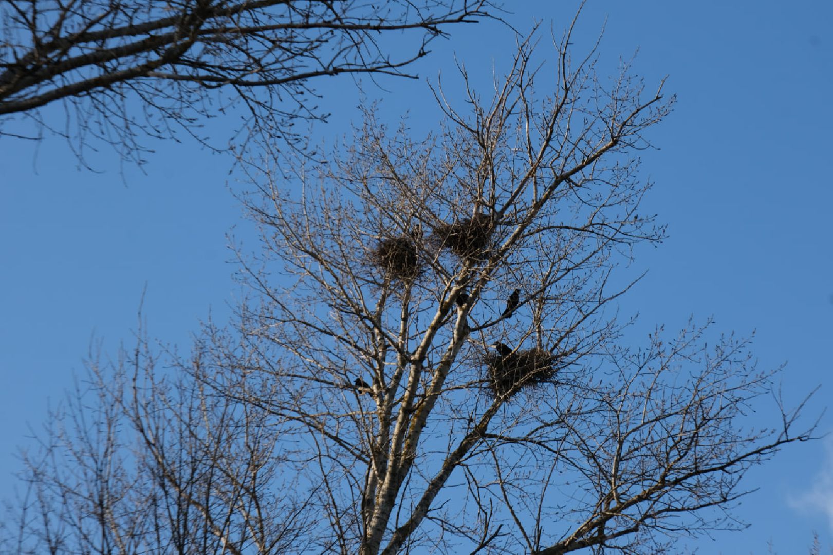 пущино, серпухов, экология, птицы подмосковья,