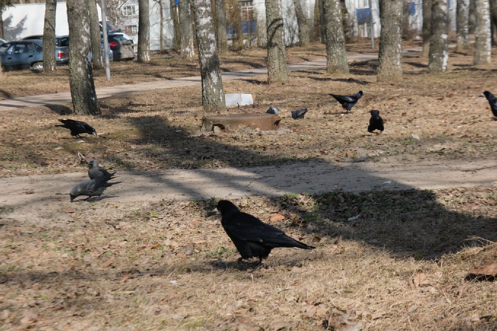 пущино, серпухов, экология, птицы подмосковья,