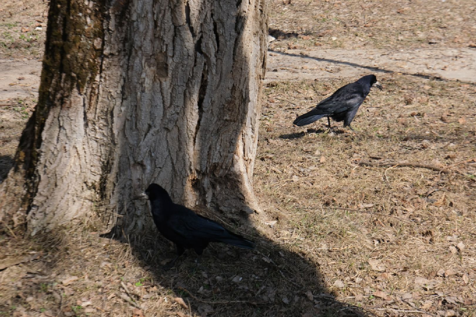 пущино, серпухов, экология, птицы подмосковья,