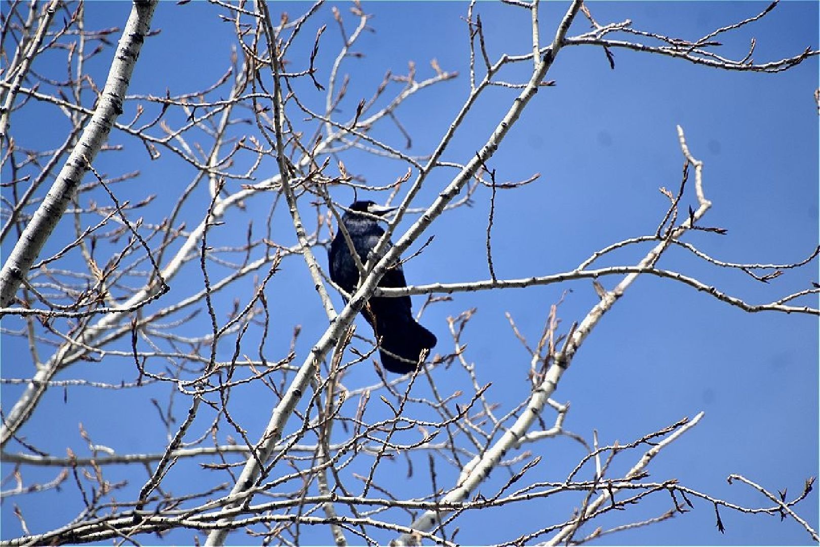 пущино, серпухов, экология, птицы подмосковья,