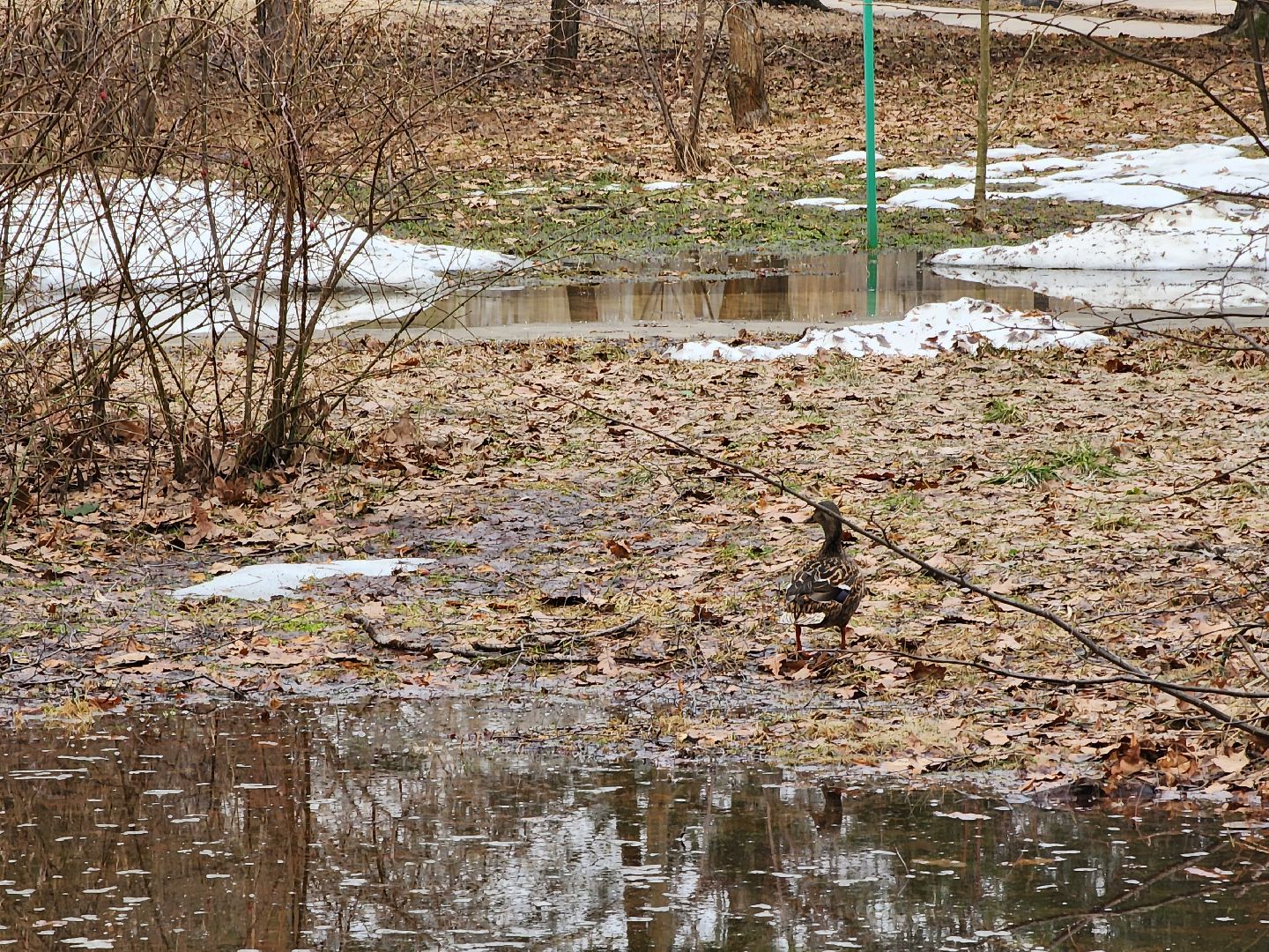 Парк, Утки, Птицы, Весна, Дубна, Благоустройство,