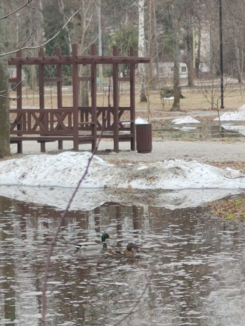 Парк, Утки, Птицы, Весна, Дубна, Благоустройство,