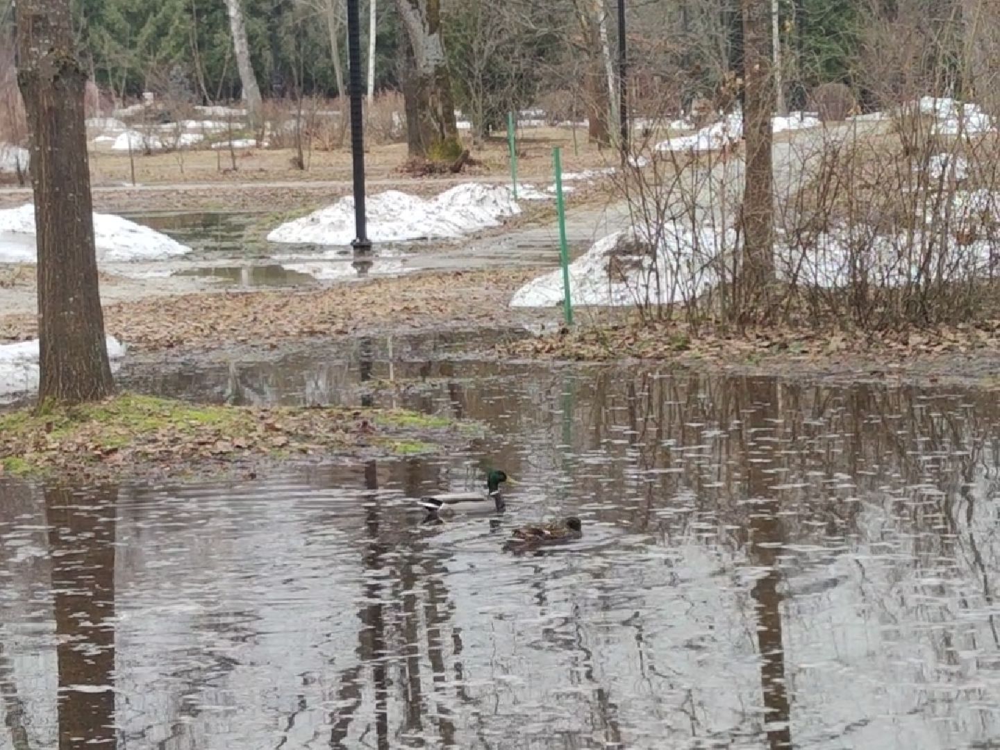 Парк, Утки, Птицы, Весна, Дубна, Благоустройство,