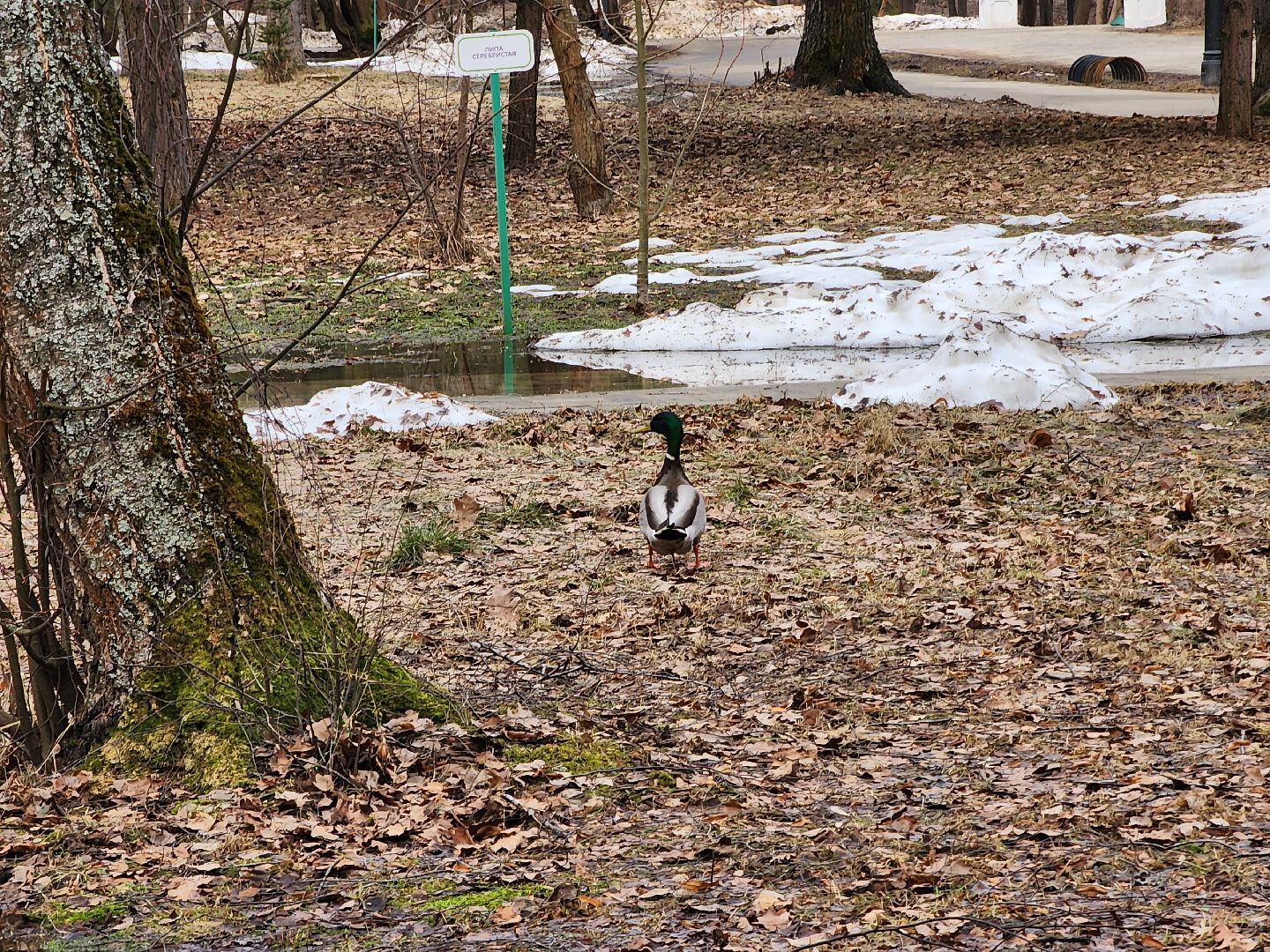 Парк, Утки, Птицы, Весна, Дубна, Благоустройство,