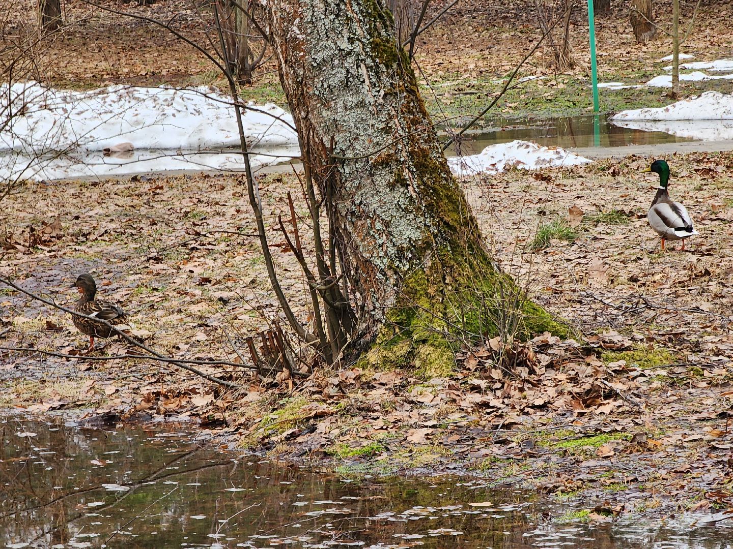 Парк, Утки, Птицы, Весна, Дубна, Благоустройство,