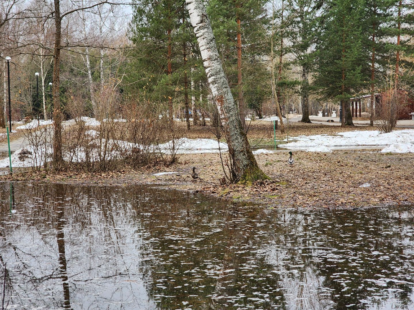 Парк, Утки, Птицы, Весна, Дубна, Благоустройство,