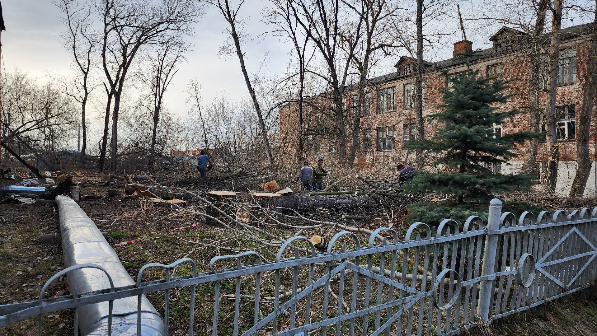 кашира, советский проспект, опиловка, аварийные деревья, тополя, дом общественных организаций, каширская грэс,