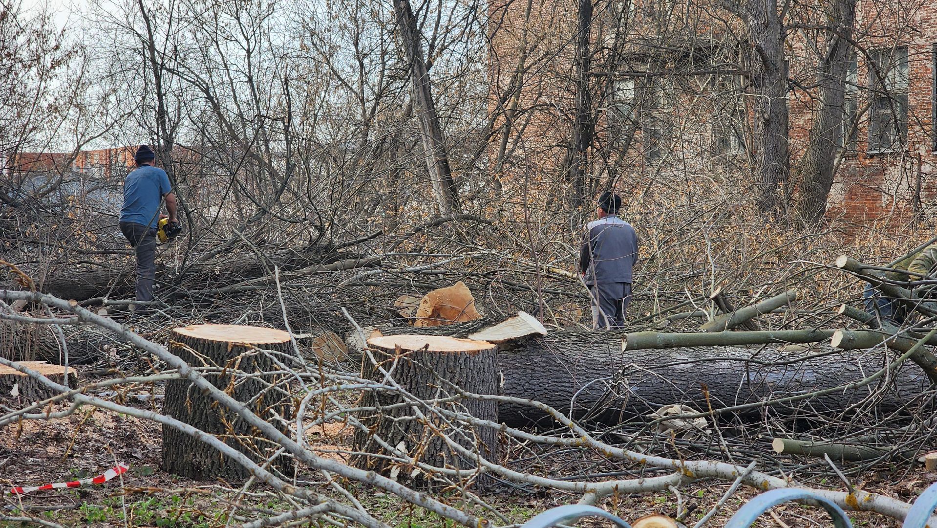 кашира, советский проспект, опиловка, аварийные деревья, тополя, дом общественных организаций, каширская грэс,