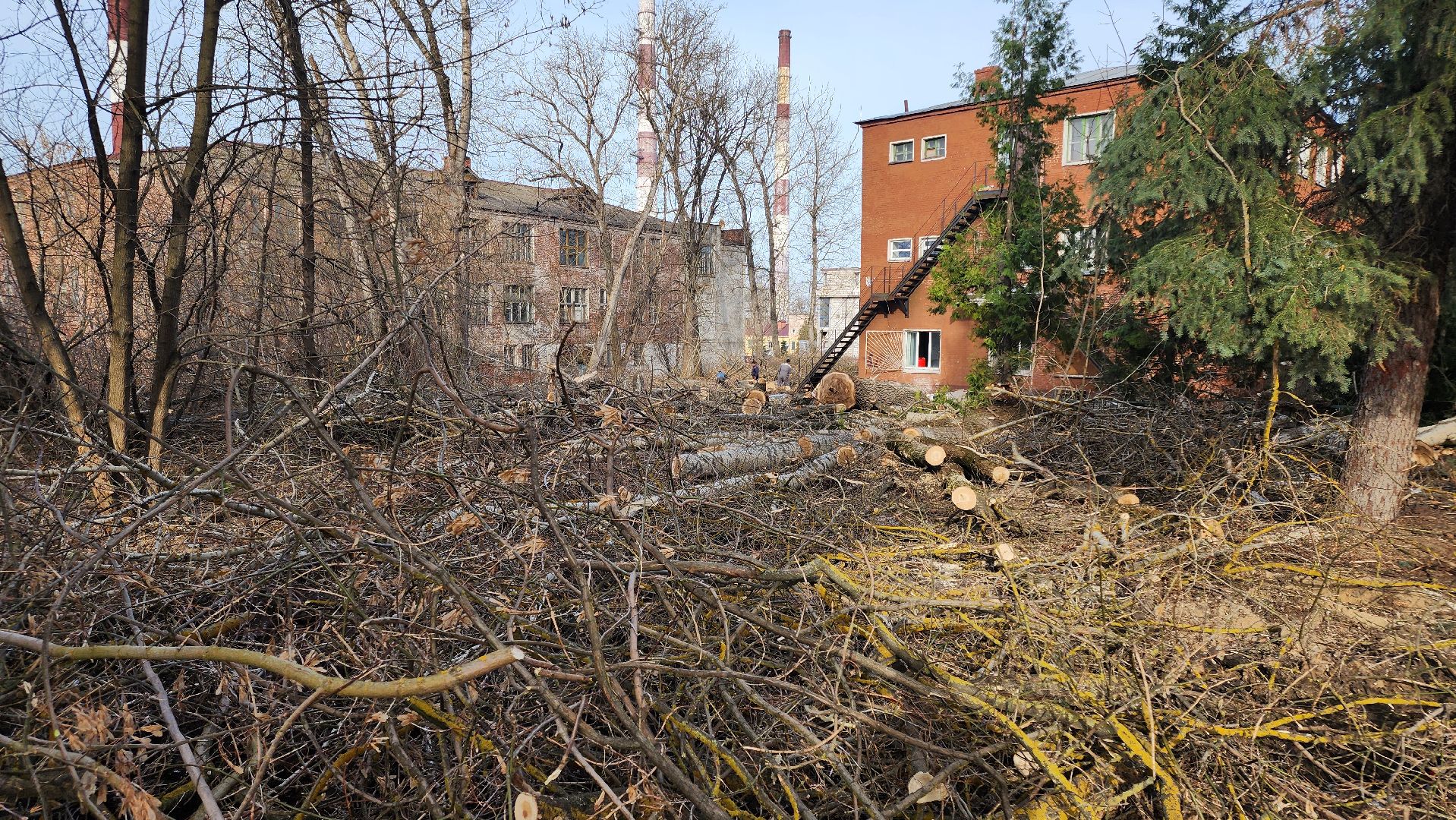 кашира, советский проспект, опиловка, аварийные деревья, тополя, дом общественных организаций, каширская грэс,