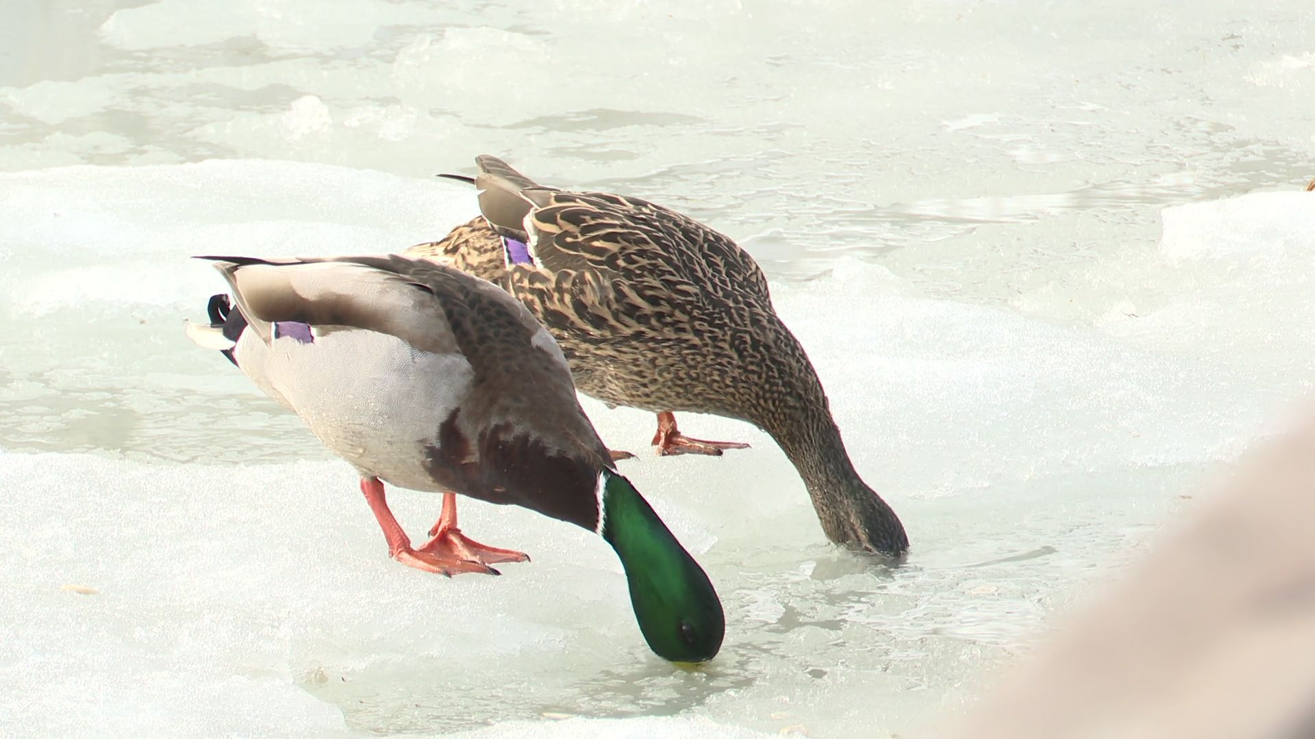 Реутов, парк, Фабричный пруд, огари, утки, кормление, возвращение пернатых,