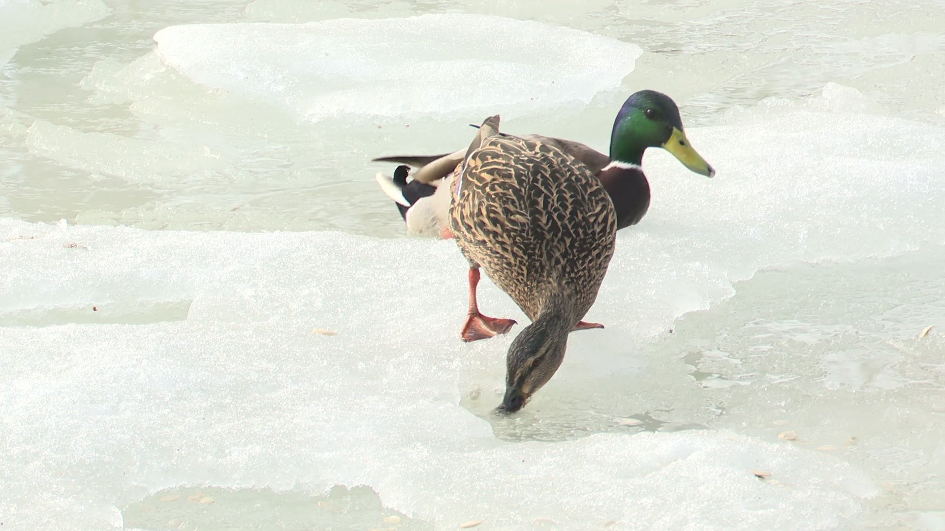 Реутов, парк, Фабричный пруд, огари, утки, кормление, возвращение пернатых,