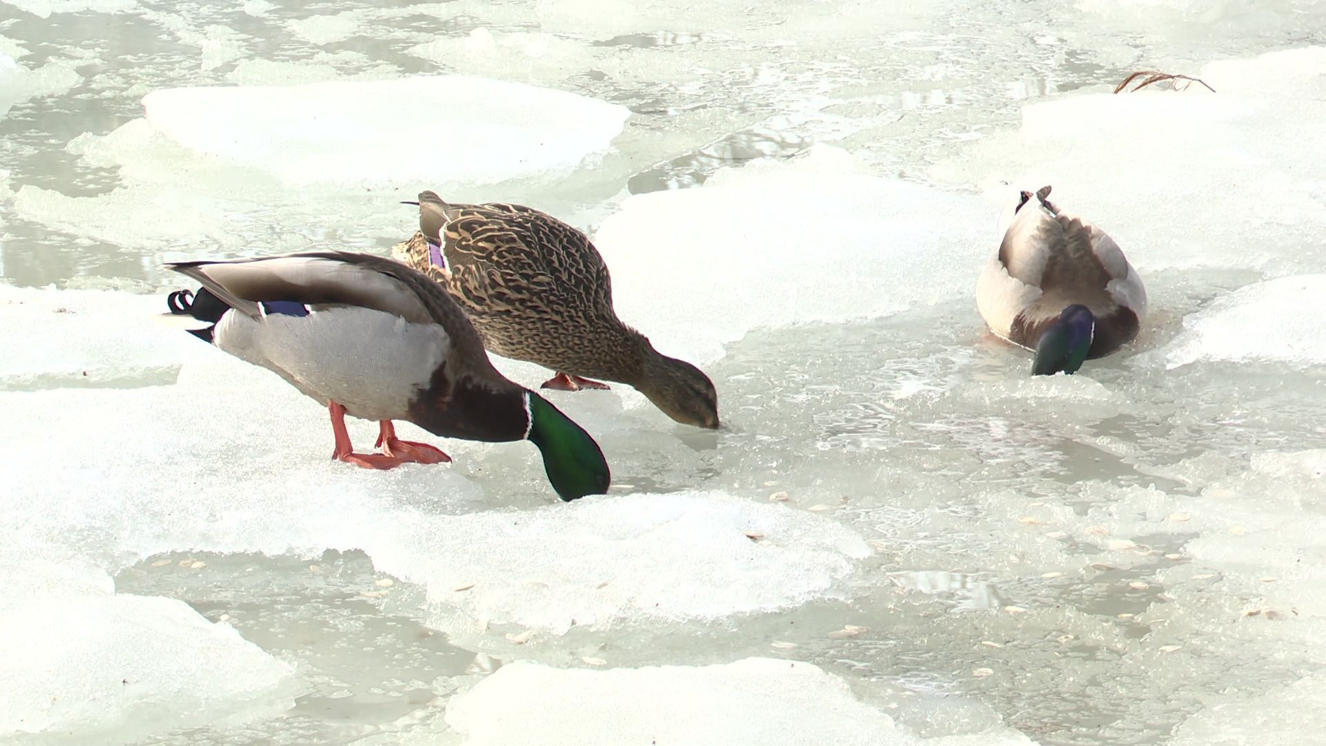 Реутов, парк, Фабричный пруд, огари, утки, кормление, возвращение пернатых,