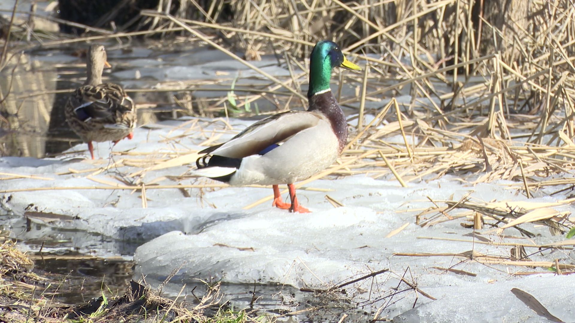 Реутов, парк, Фабричный пруд, огари, утки, кормление, возвращение пернатых,