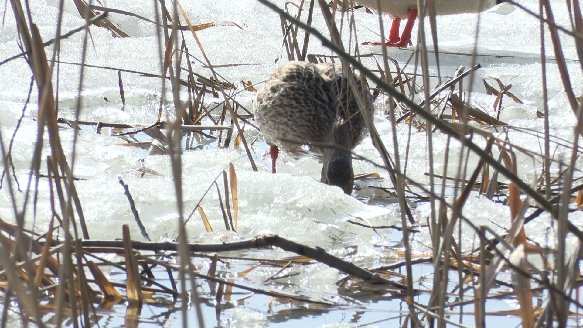 Реутов, парк, Фабричный пруд, огари, утки, кормление, возвращение пернатых,