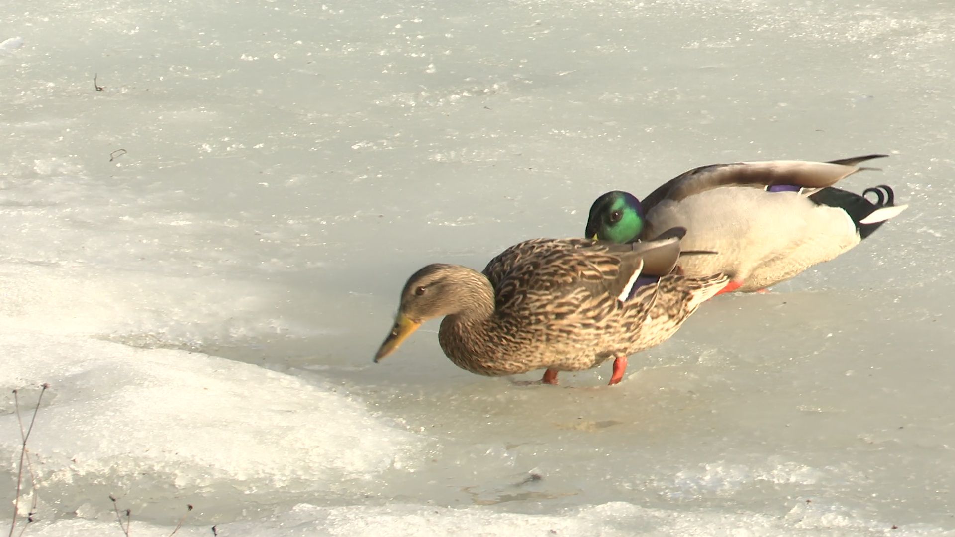 Реутов, парк, Фабричный пруд, огари, утки, кормление, возвращение пернатых,
