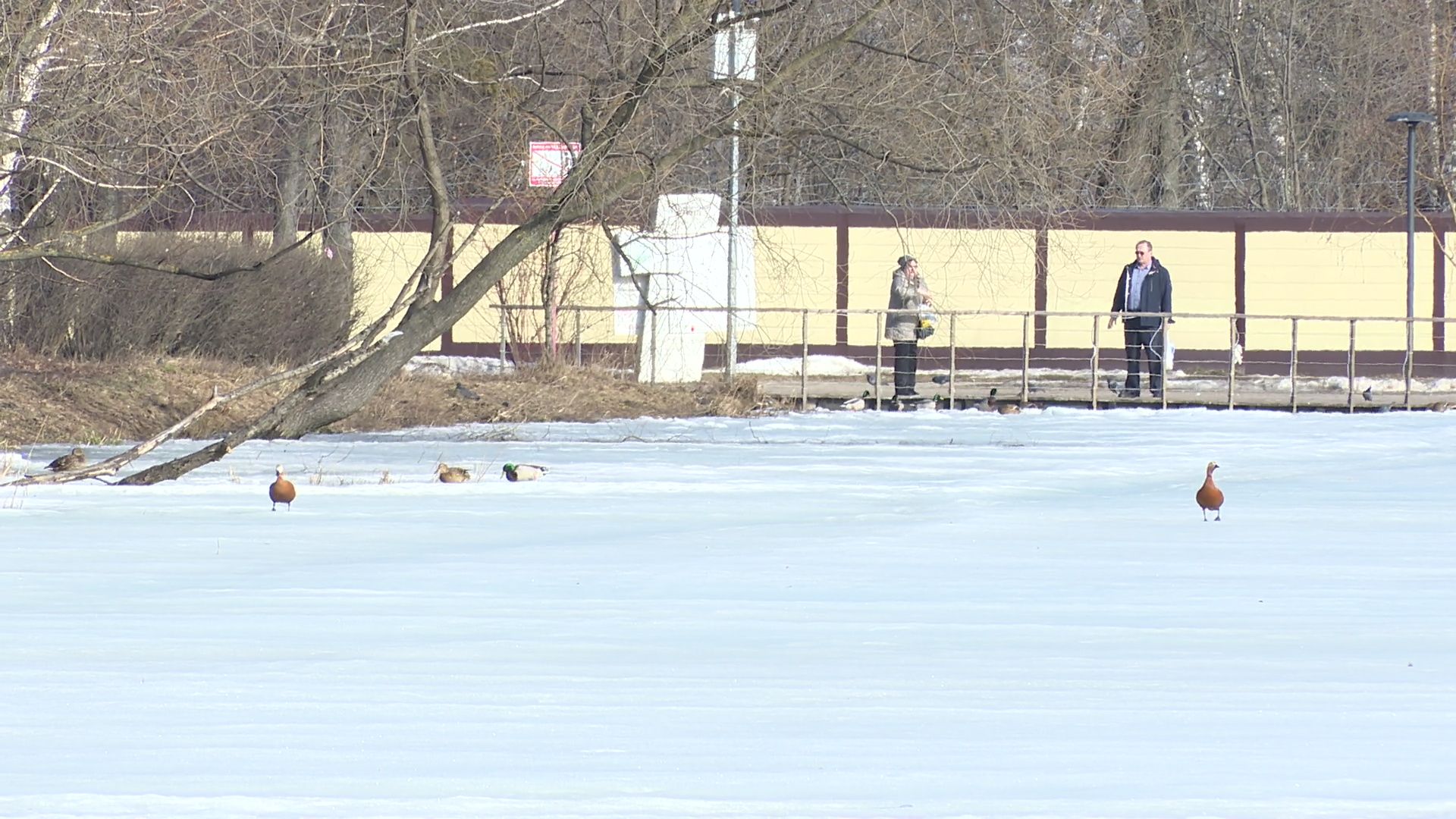 Реутов, парк, Фабричный пруд, огари, утки, кормление, возвращение пернатых,