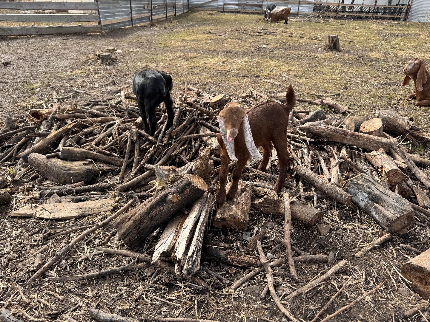шаховская, фермер, козы, козлята,