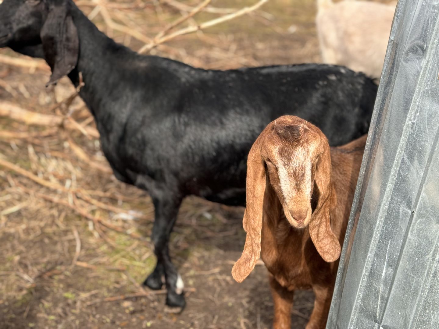 шаховская, фермер, козы, козлята,