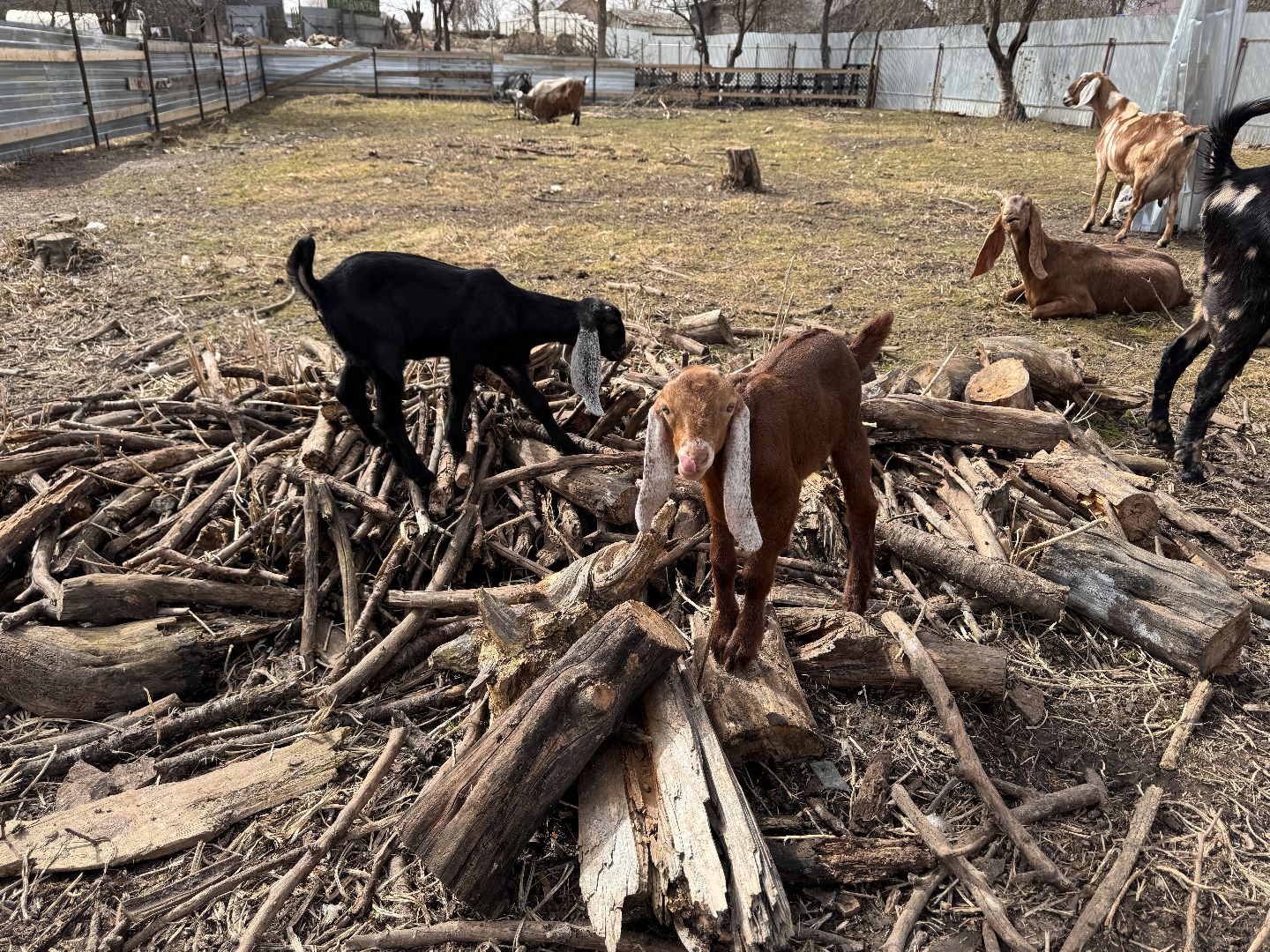 шаховская, фермер, козы, козлята,