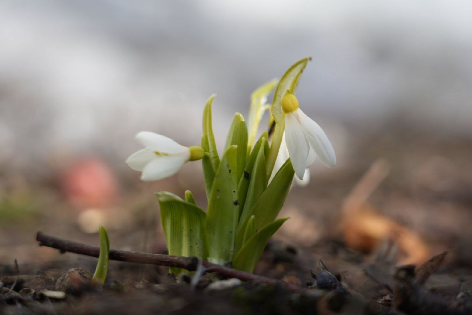 Весна, Природа, Подснежники, Сергиев Посад,