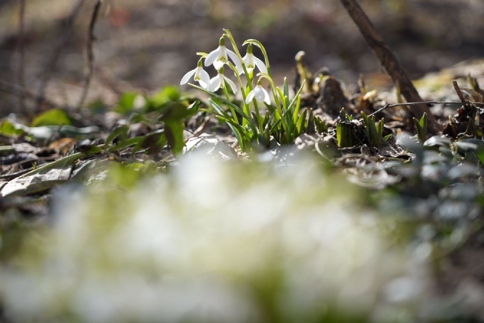 Весна, Природа, Подснежники, Сергиев Посад,