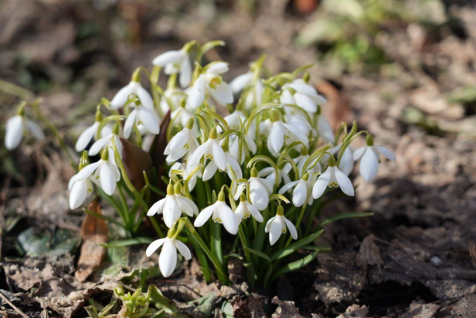 Весна, Природа, Подснежники, Сергиев Посад,