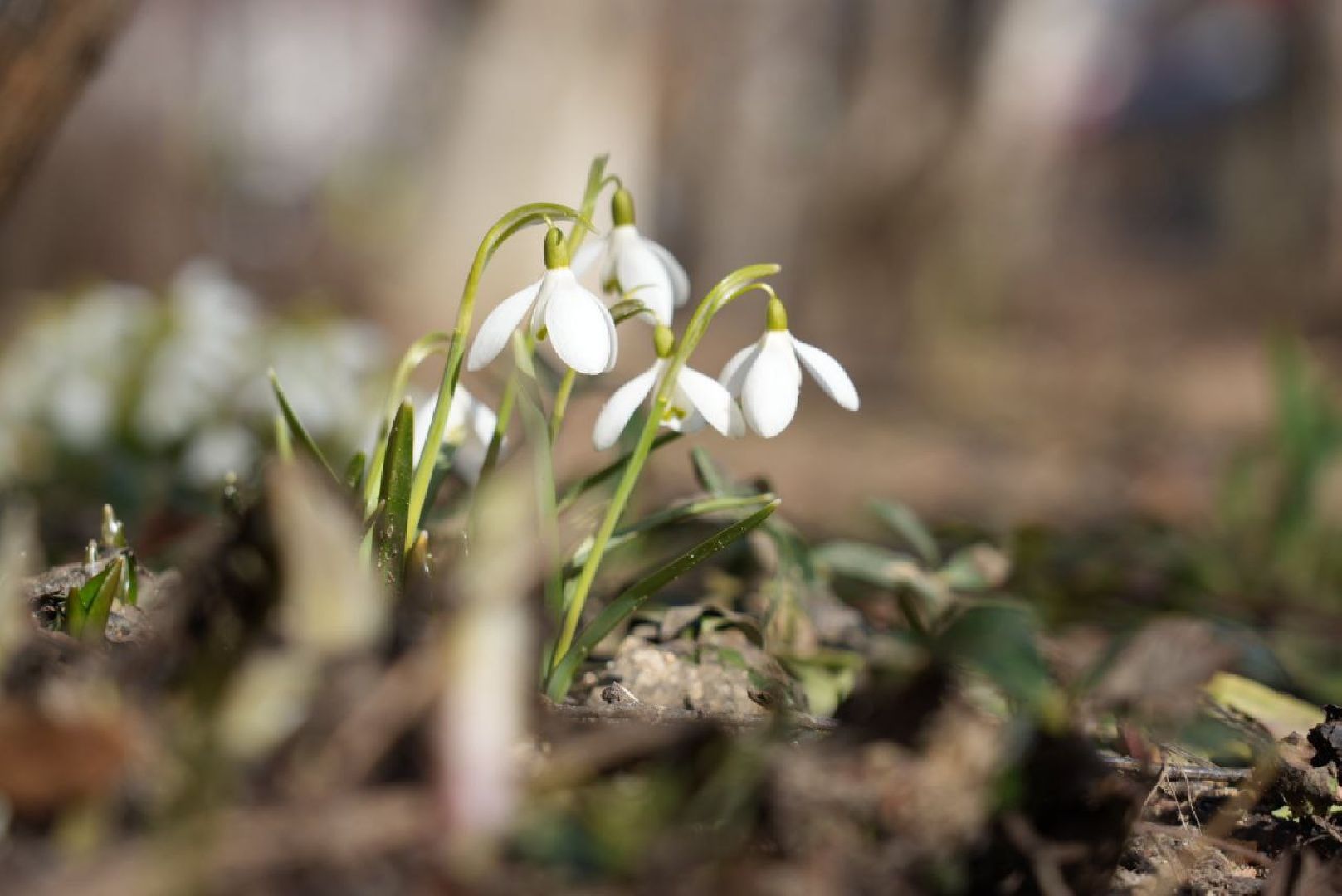Весна, Природа, Подснежники, Сергиев Посад,