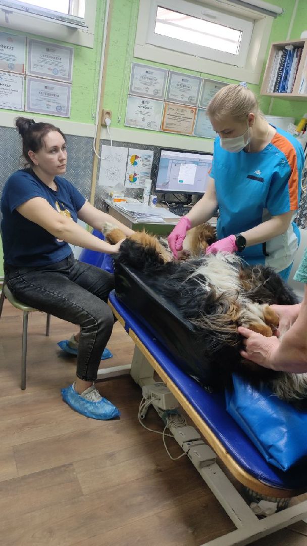 волоколамск, клещи,