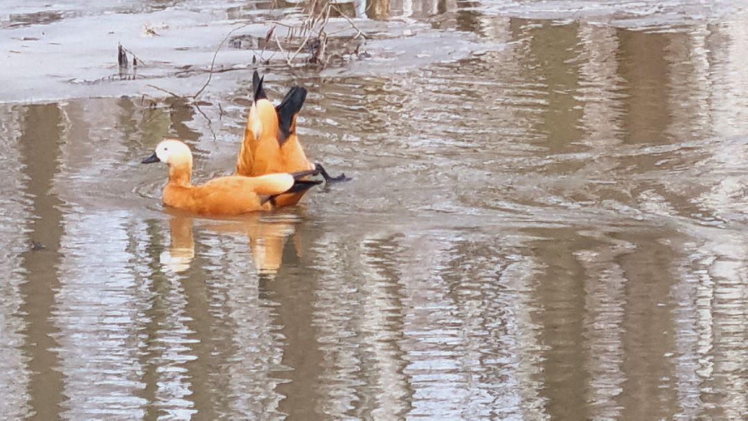 Подмосковье, Ивантеевка, утки