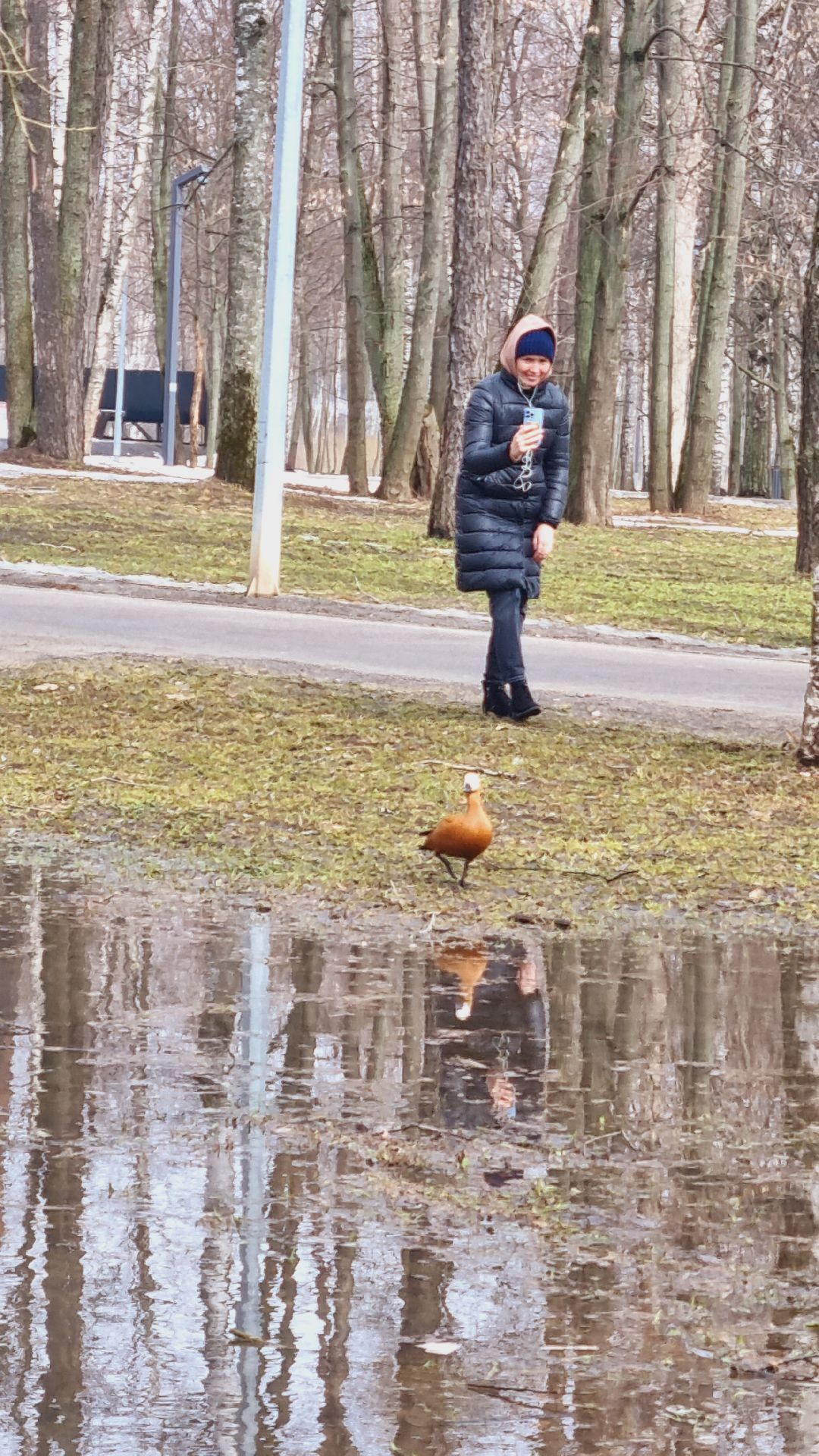 Подмосковье, Ивантеевка, утки